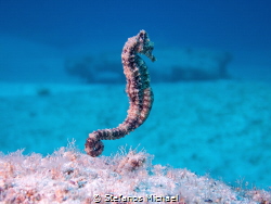 Sea pony - Hippocampus fuscus by Stefanos Michael 